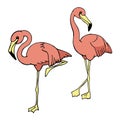 Vector illustration, color sketch. tropical birds set. pink flamingos collection. simple hand drawing isolated on white background Royalty Free Stock Photo